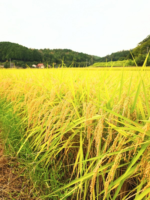 今年もしっかり頭を垂れてくれています🌾サムネイル